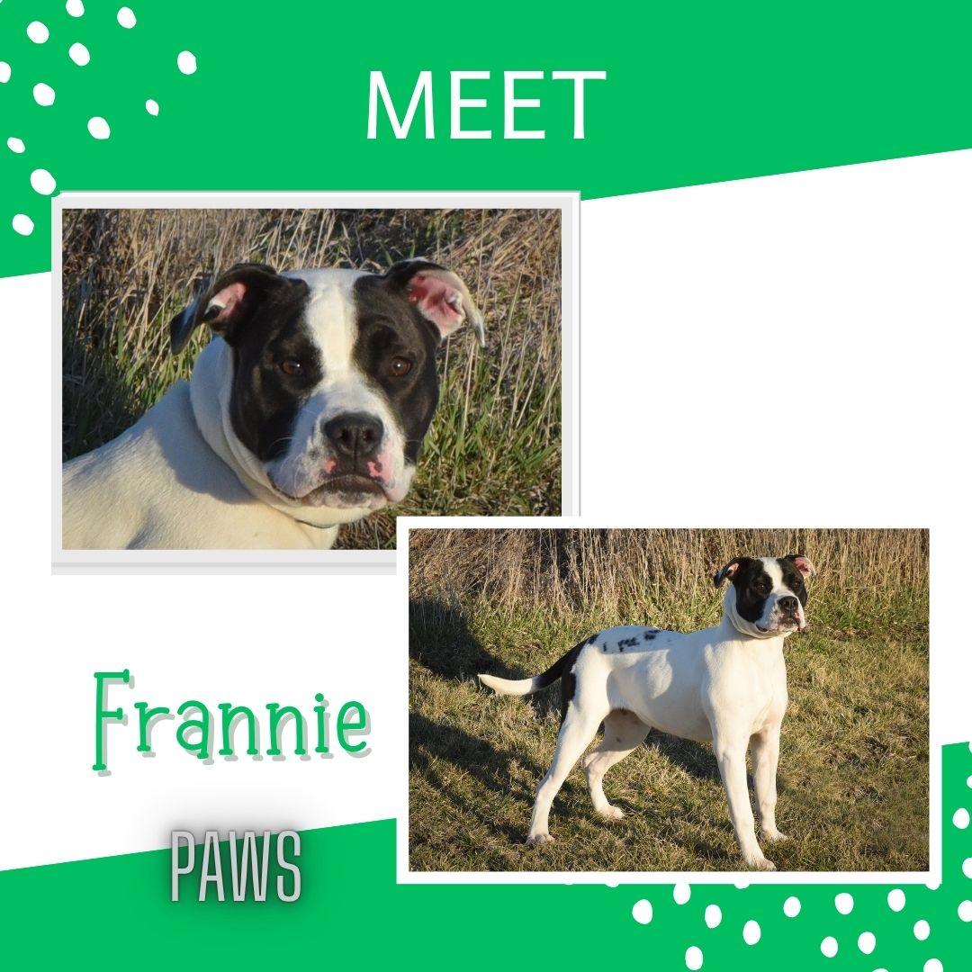 Enlarge Frannie, a ADOPTABLE mixed breed in Jefferson, IA image 1/2