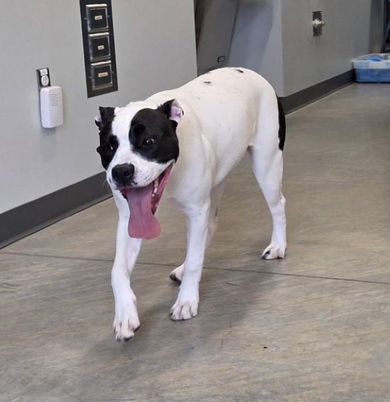 Enlarge Frannie, a ADOPTABLE mixed breed in Jefferson, IA image 2/2