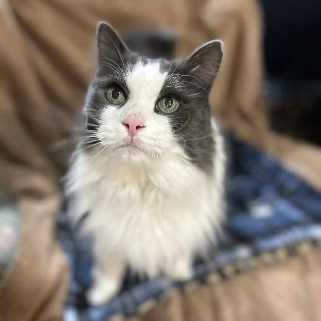 Basil, Adoptable, Senior Male Turkish Angora.