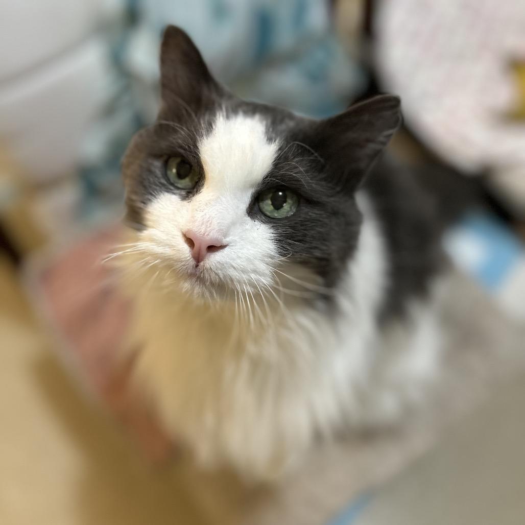 Basil, Adoptable, Senior Male Turkish Angora.