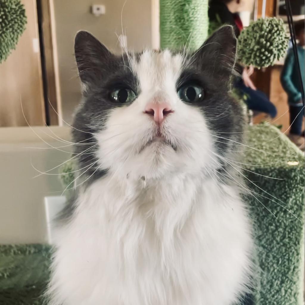 Basil, a Adoptable Turkish Angora in Bountiful, UT image 2/6