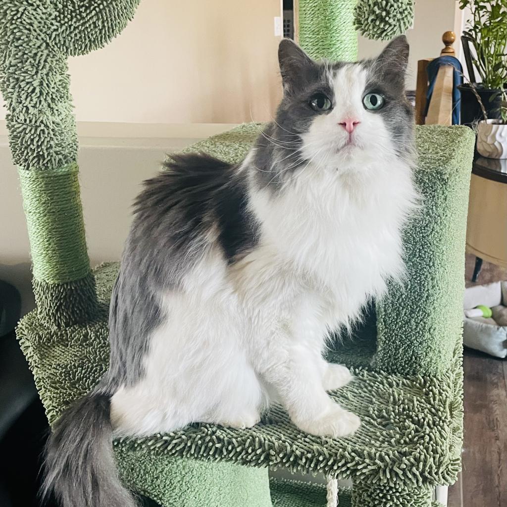 Basil, a Adoptable Turkish Angora in Bountiful, UT image 3/6