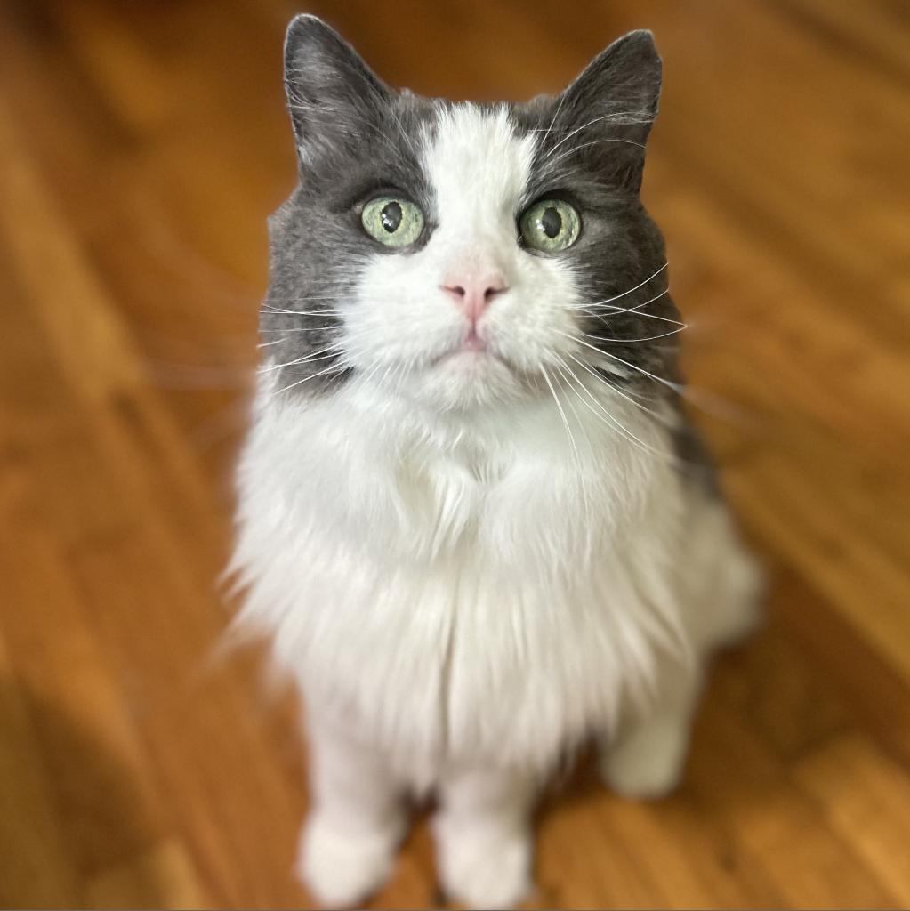 Basil, a Adoptable Turkish Angora in Bountiful, UT image 4/6