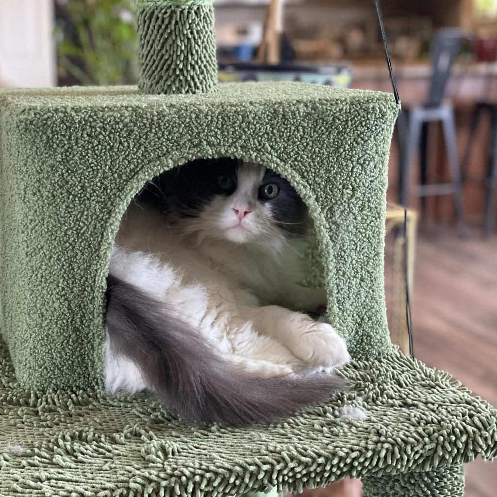 Basil, a Adoptable Turkish Angora in Bountiful, UT image 5/6