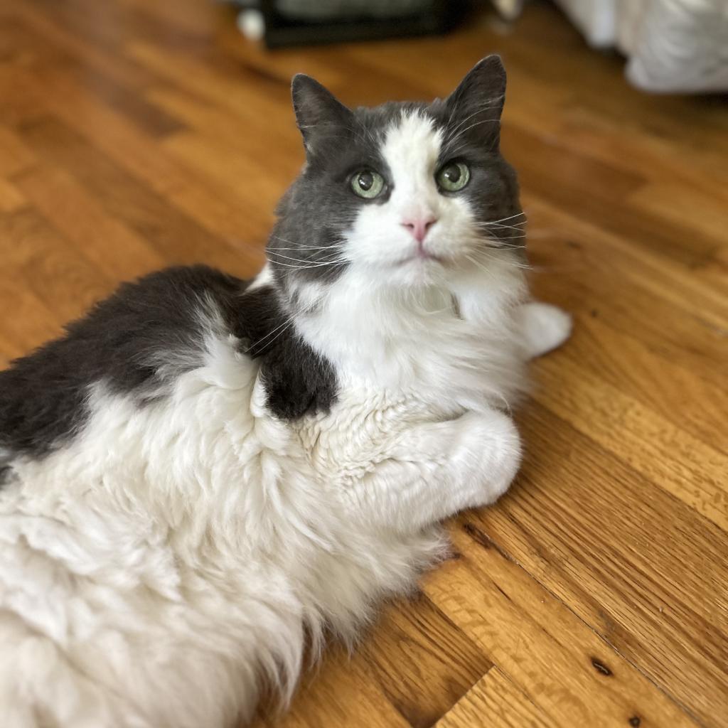Basil, a Adoptable Turkish Angora in Bountiful, UT image 6/6