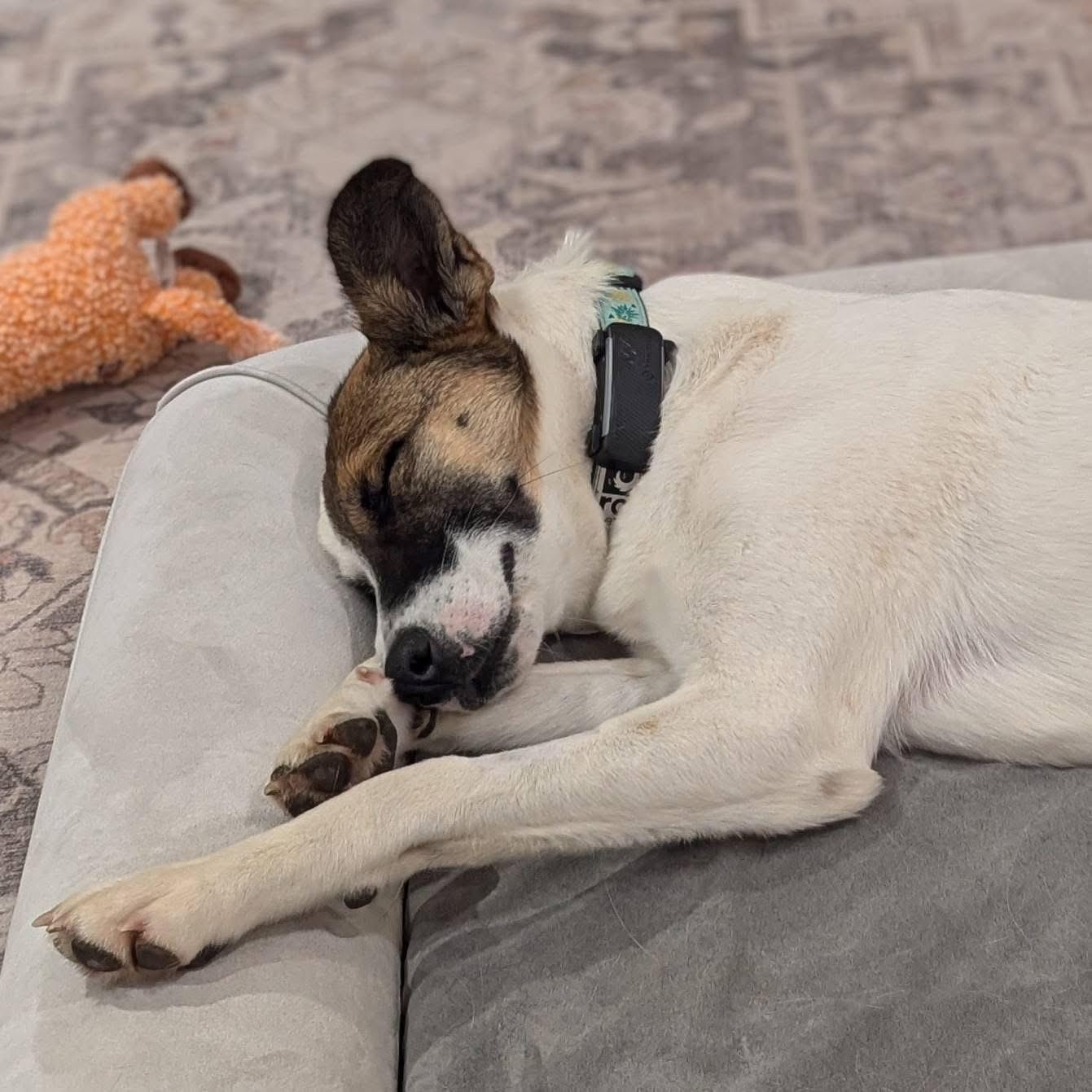 Enlarge Nucita, a Adoptable Mixed Breed in Waterloo, ON image 2/6