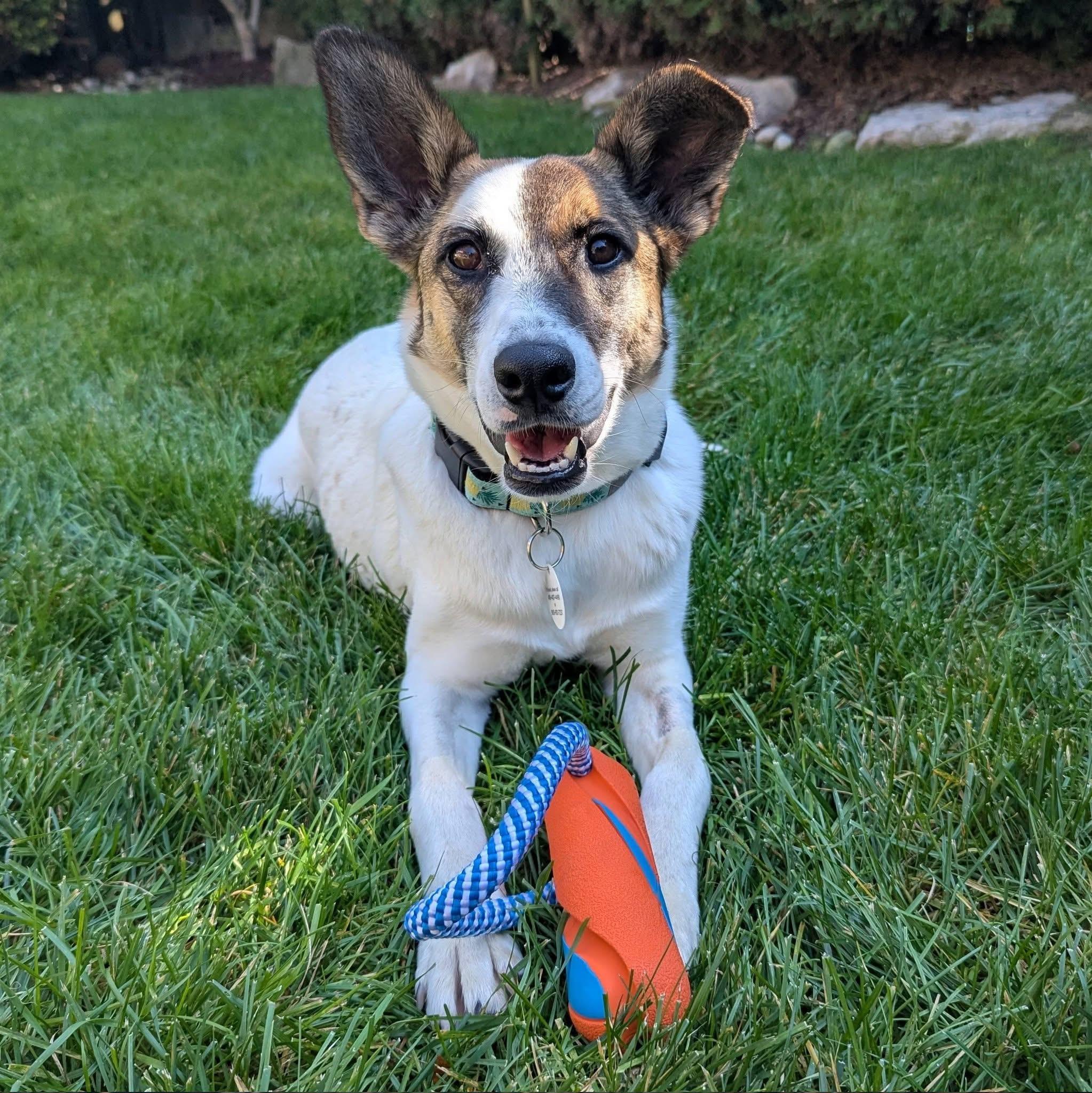 Enlarge Nucita, a Adoptable Mixed Breed in Waterloo, ON image 1/6