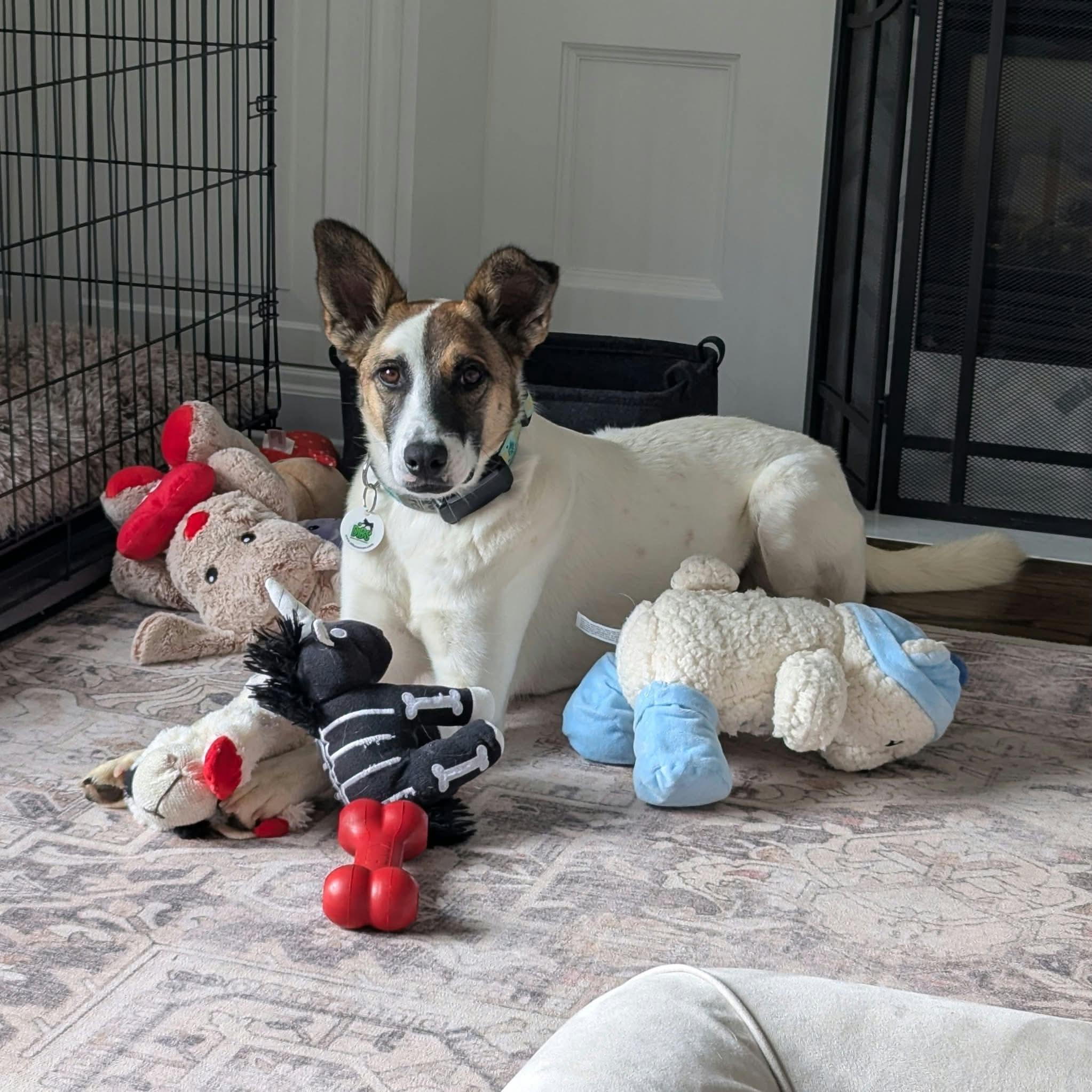 Enlarge Nucita, a Adoptable Mixed Breed in Waterloo, ON image 4/6
