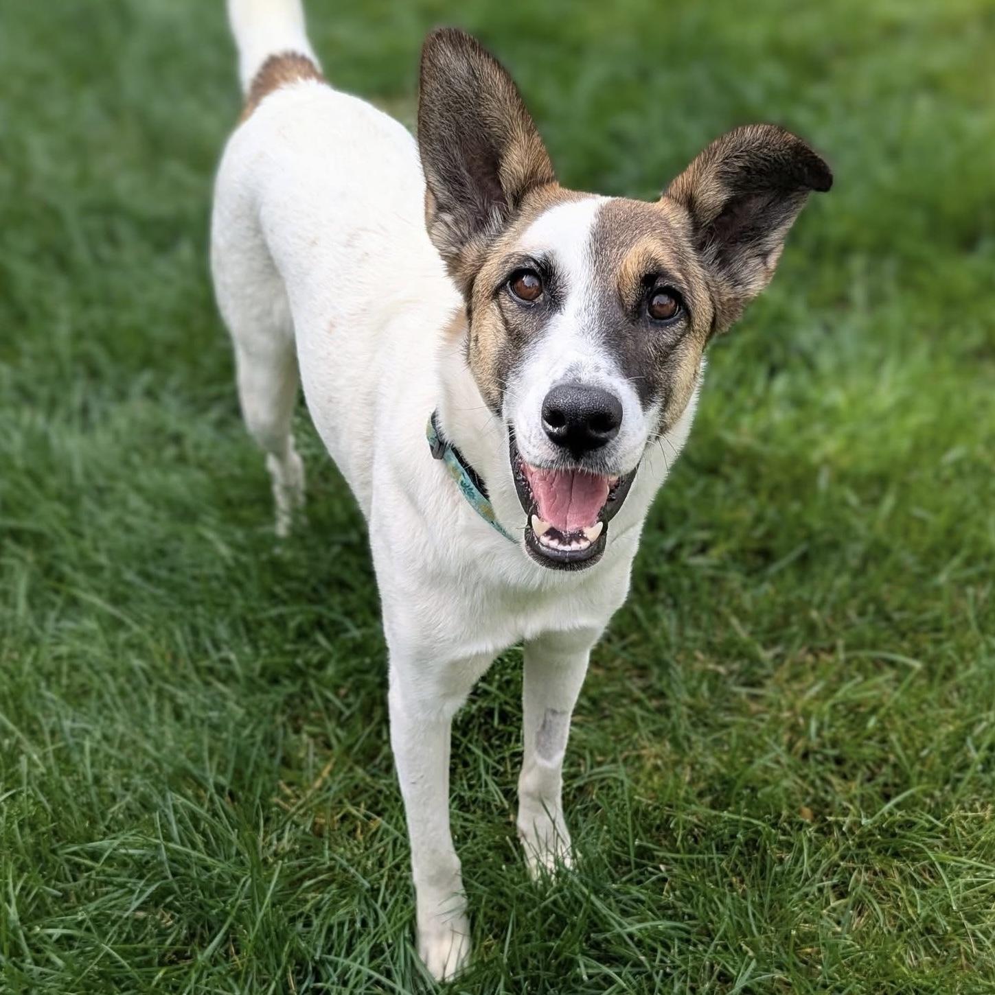 Enlarge Nucita, a Adoptable Mixed Breed in Waterloo, ON image 3/6