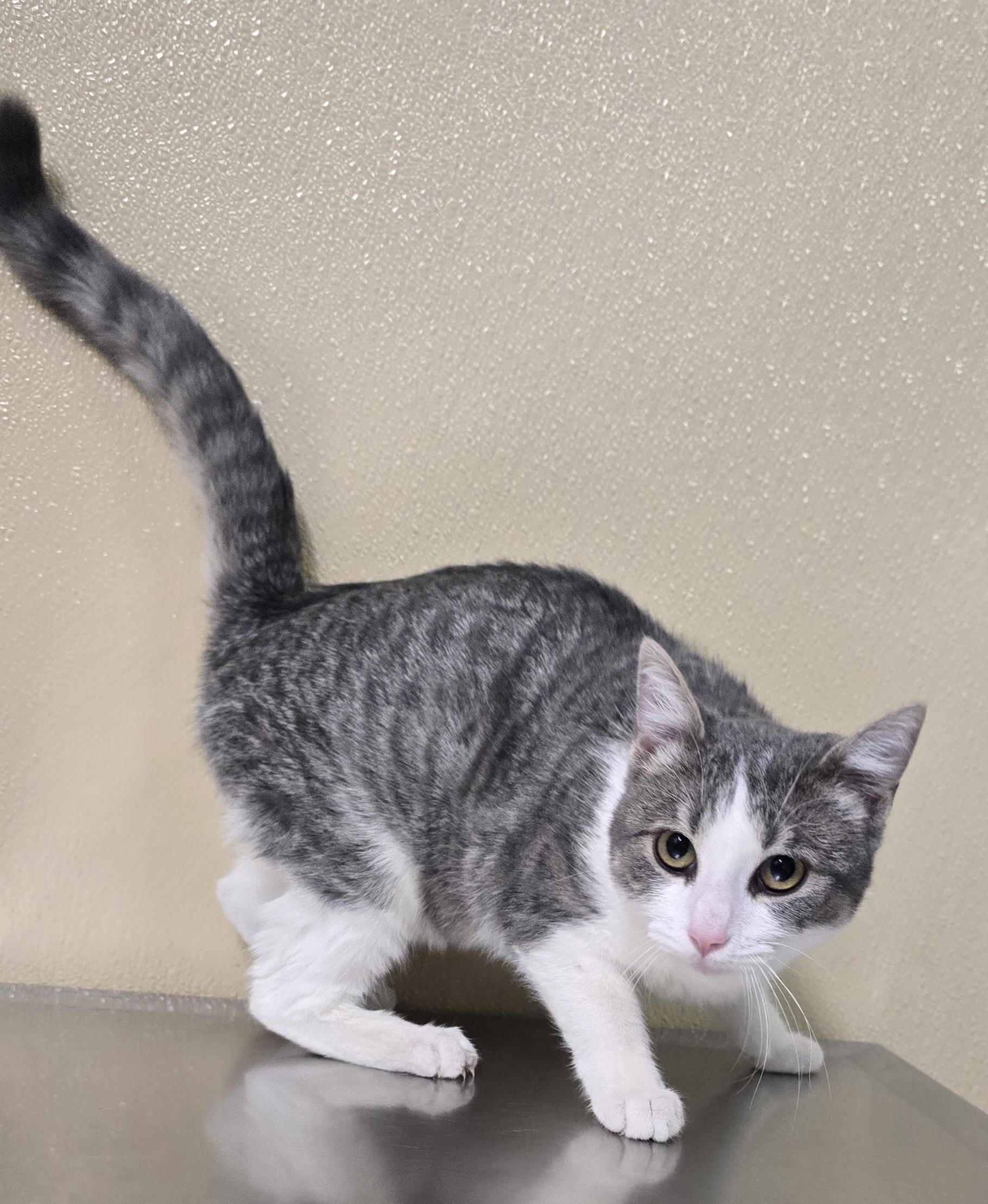 Faye, adopted, Kitten Female Domestic Short Hair.