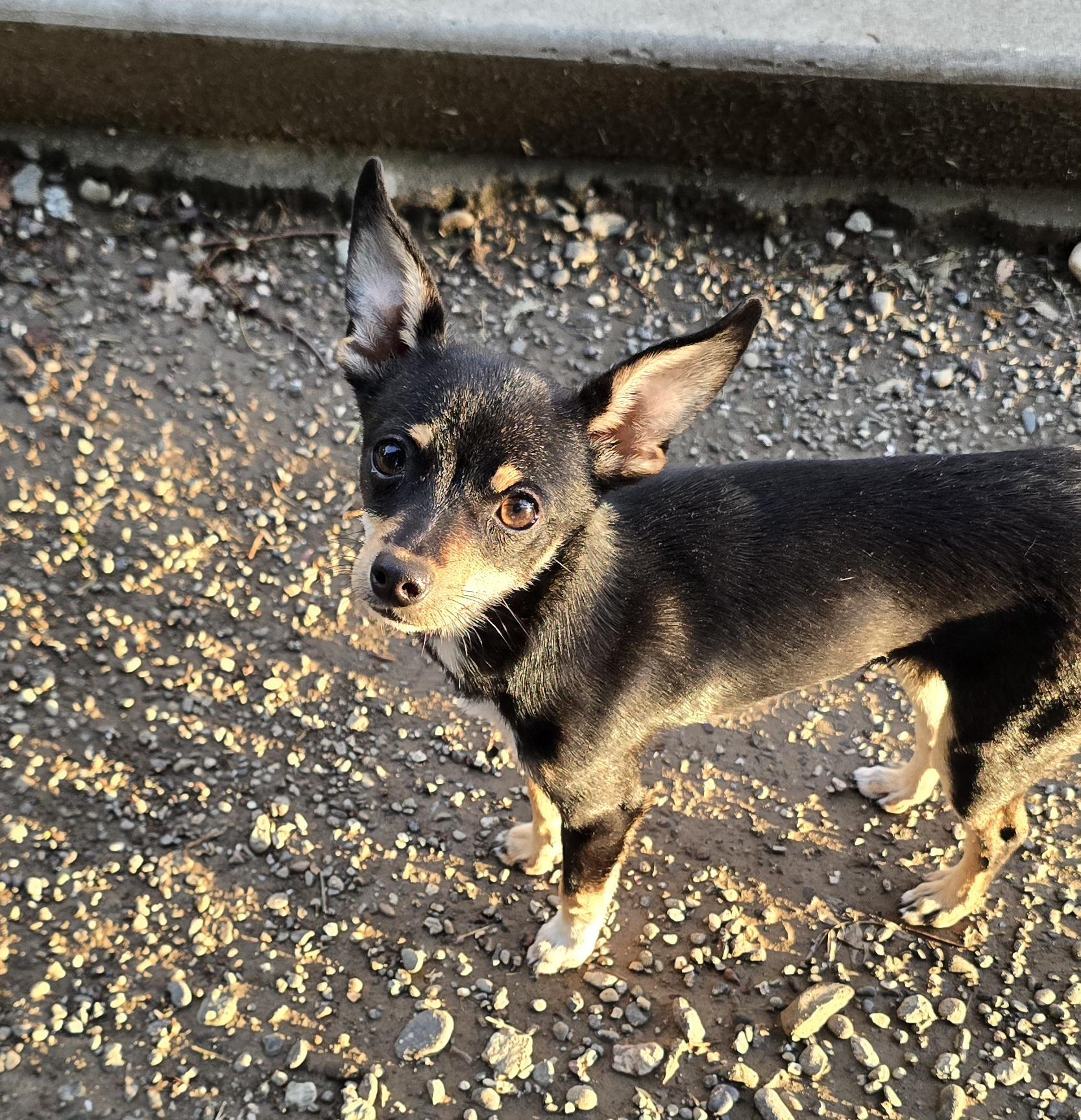 Enlarge Noodle, an adopted mixed breed in Woodland, CA image 2/3
