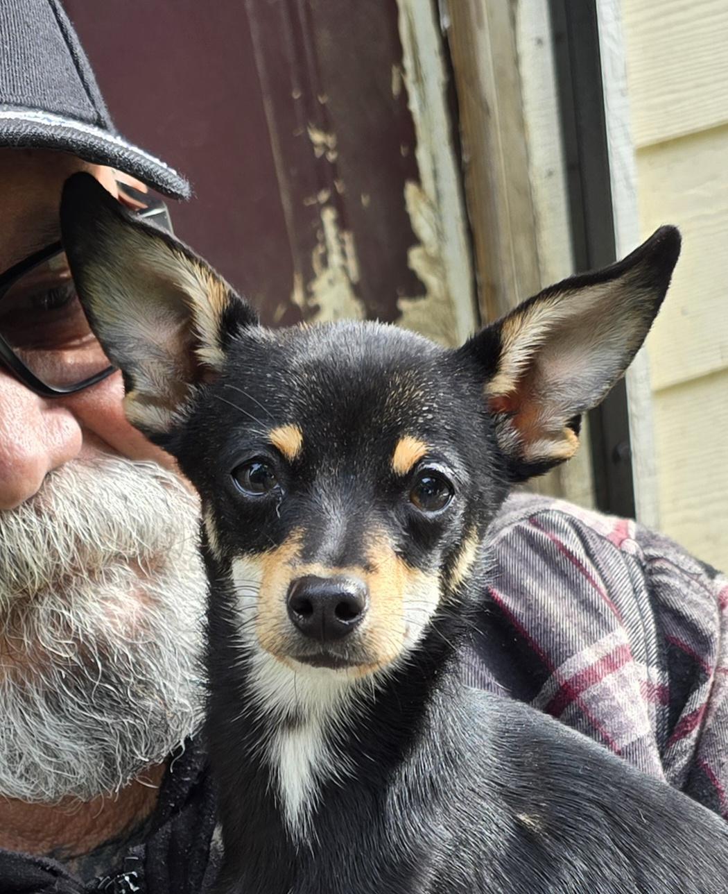 Noodle, adopted, Puppy Male Chihuahua.