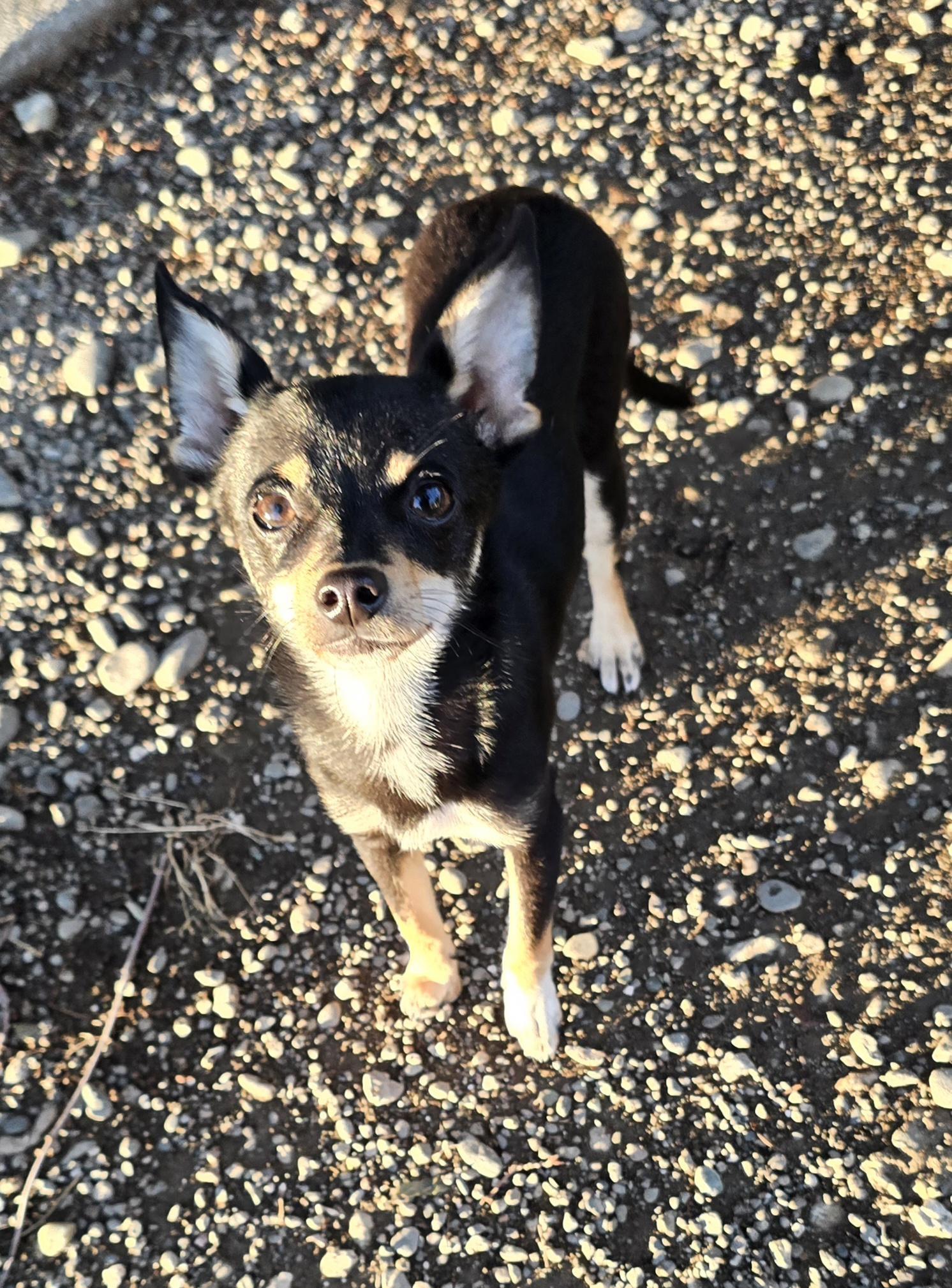 Enlarge Noodle, an adopted mixed breed in Woodland, CA image 3/3