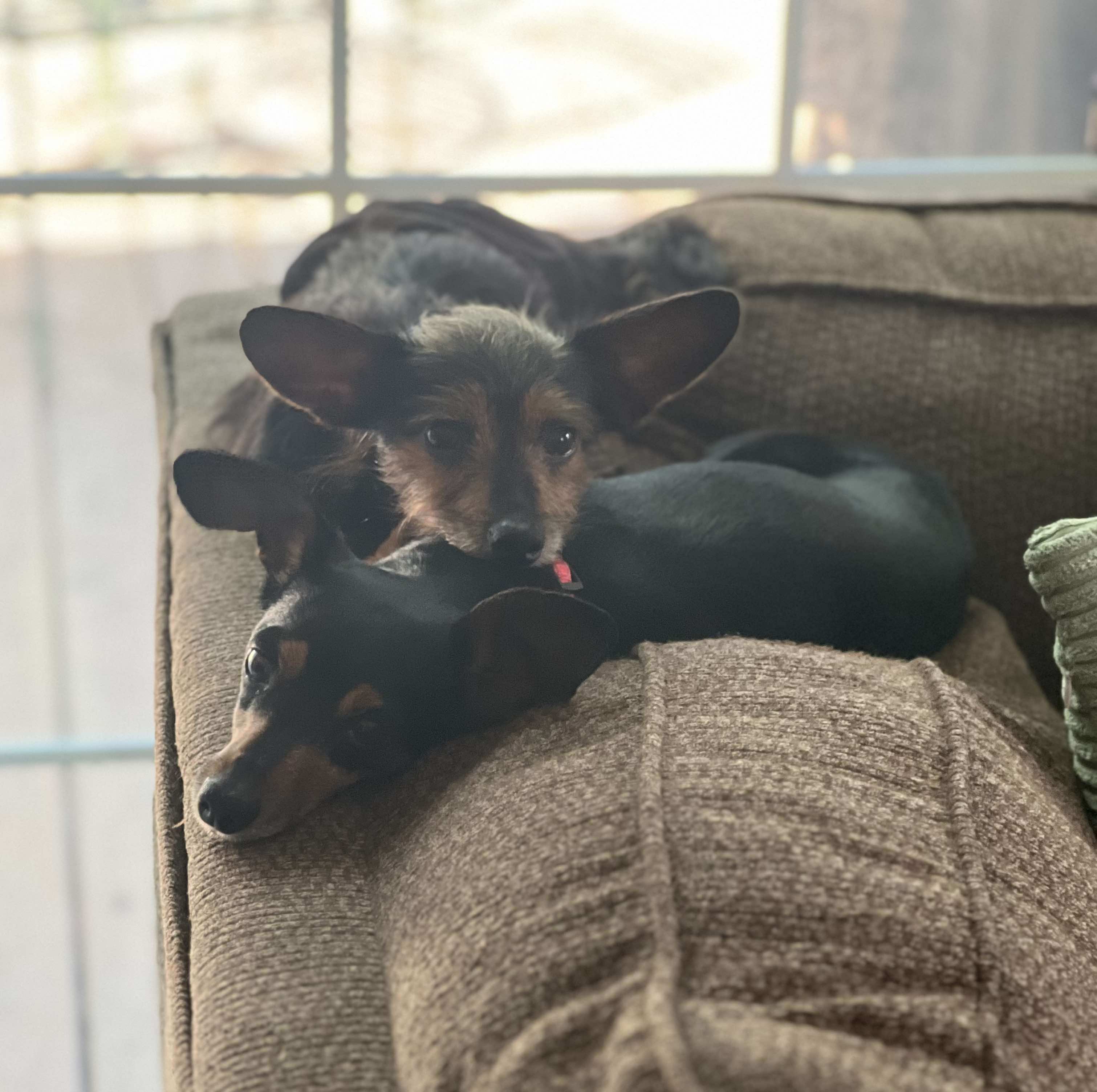 Enlarge Winnie & Rizzo, a Adoptable mixed breed in Newark, OH image 3/5