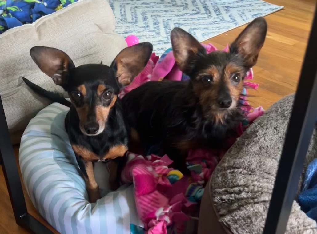 Enlarge Winnie & Rizzo, a Adoptable mixed breed in Newark, OH image 2/5