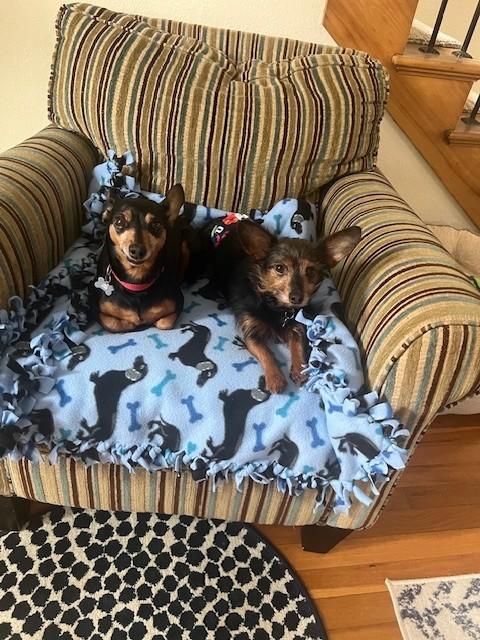 Enlarge Winnie & Rizzo, a Adoptable mixed breed in Newark, OH image 1/5