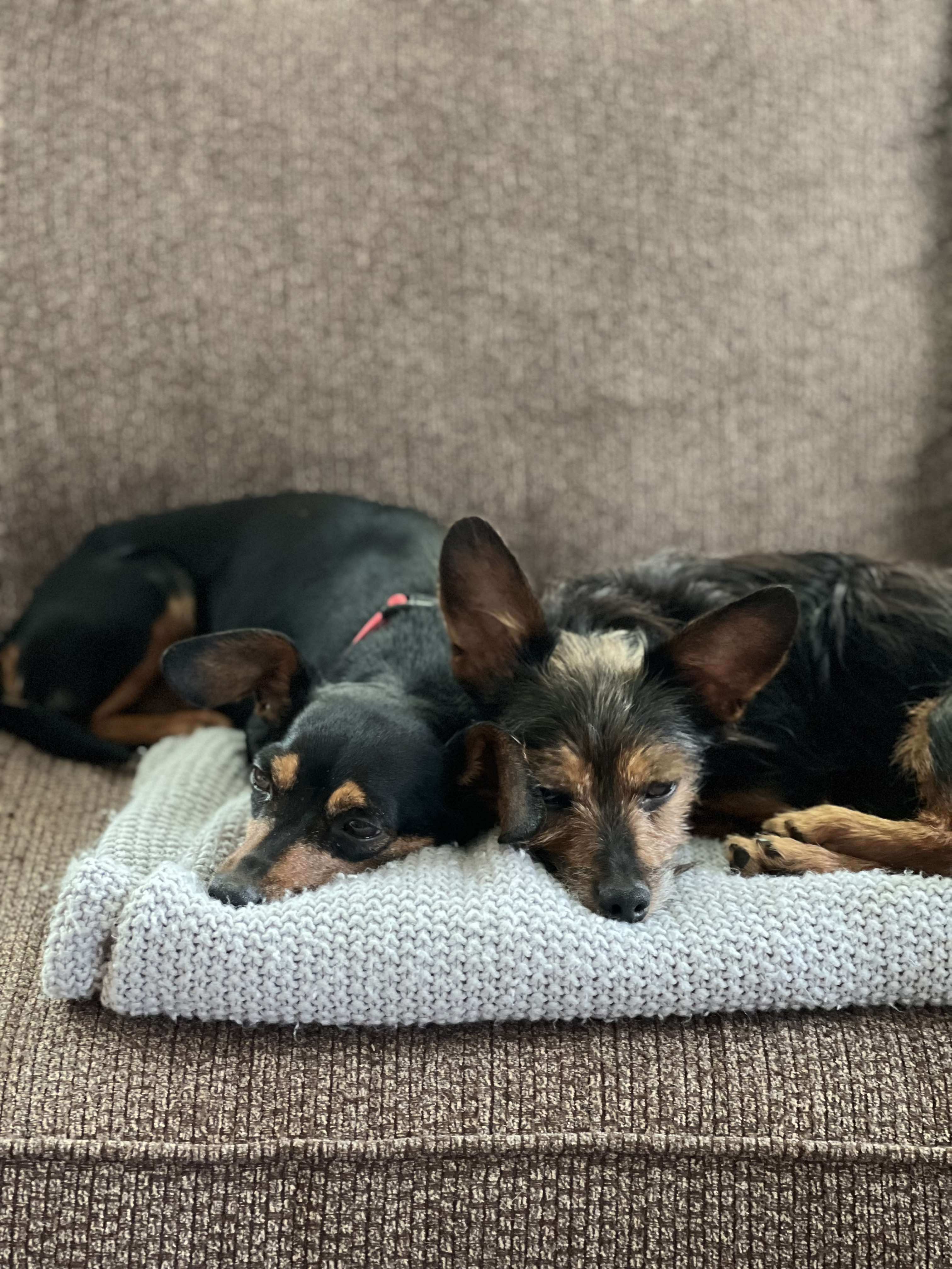 Enlarge Winnie & Rizzo, a Adoptable mixed breed in Newark, OH image 4/5