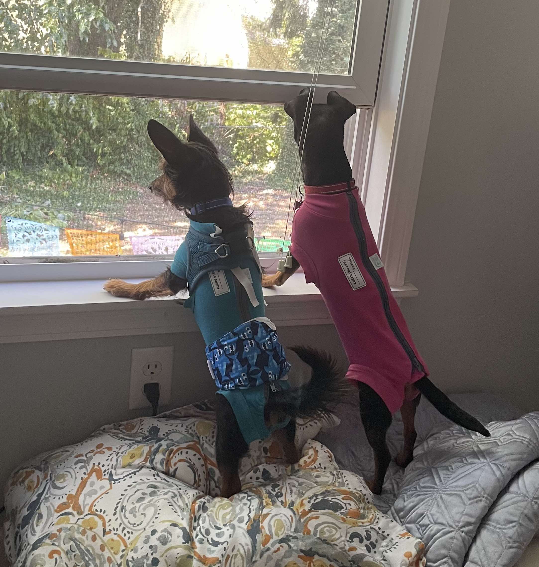 Enlarge Winnie & Rizzo, a Adoptable mixed breed in Newark, OH image 5/5