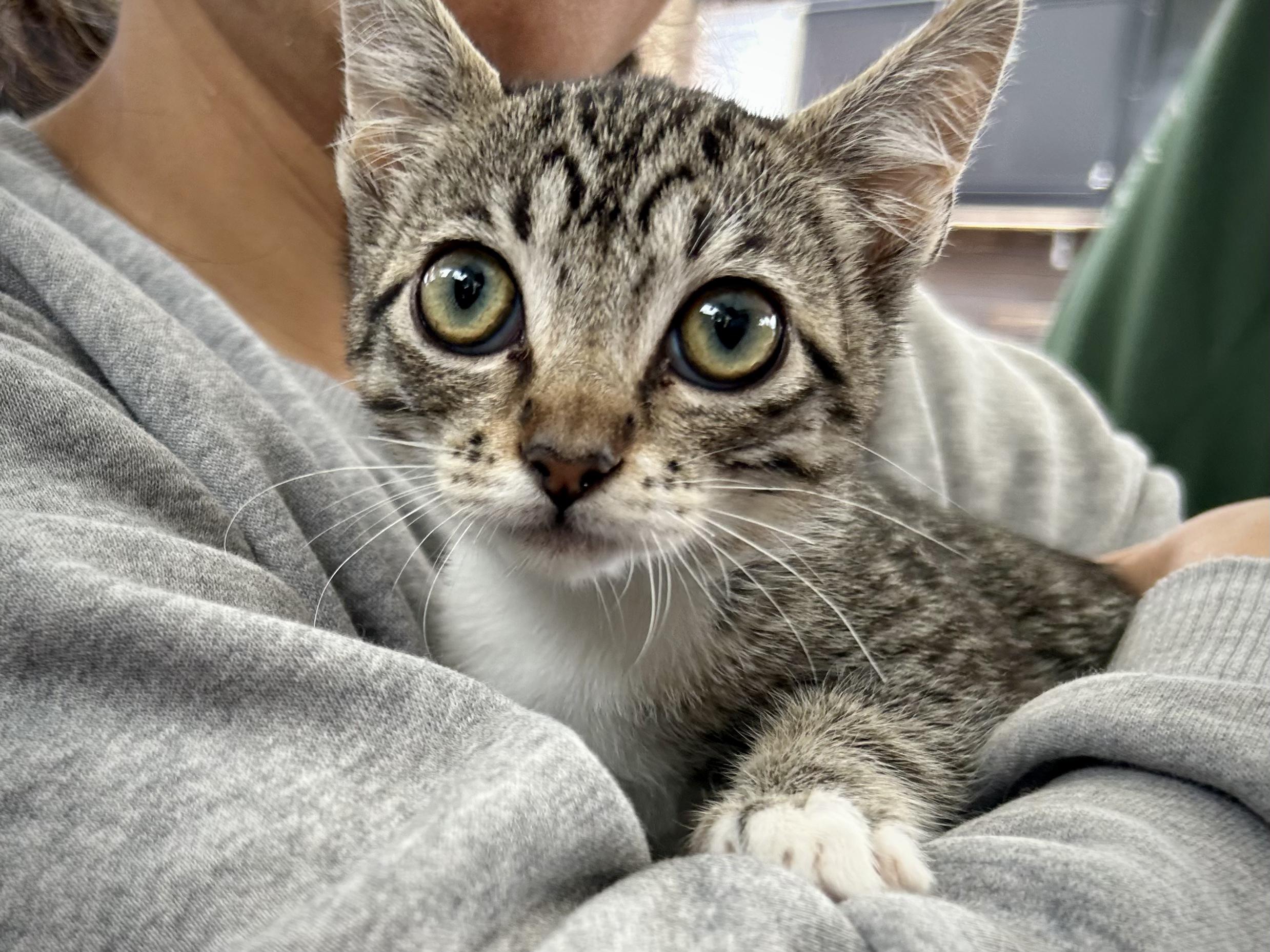 Biscuit, Adoptable, Young Male Tabby.