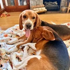 Elmer, a Adoptable Beagle in Wauwatosa, WI image 1/6