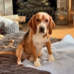 Elmer, Adoptable, Adult Male Beagle.
