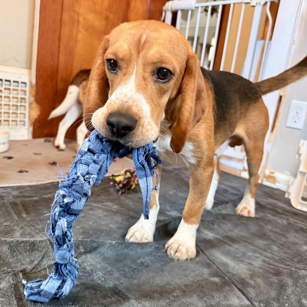 Elmer, a Adoptable Beagle in Wauwatosa, WI image 3/6