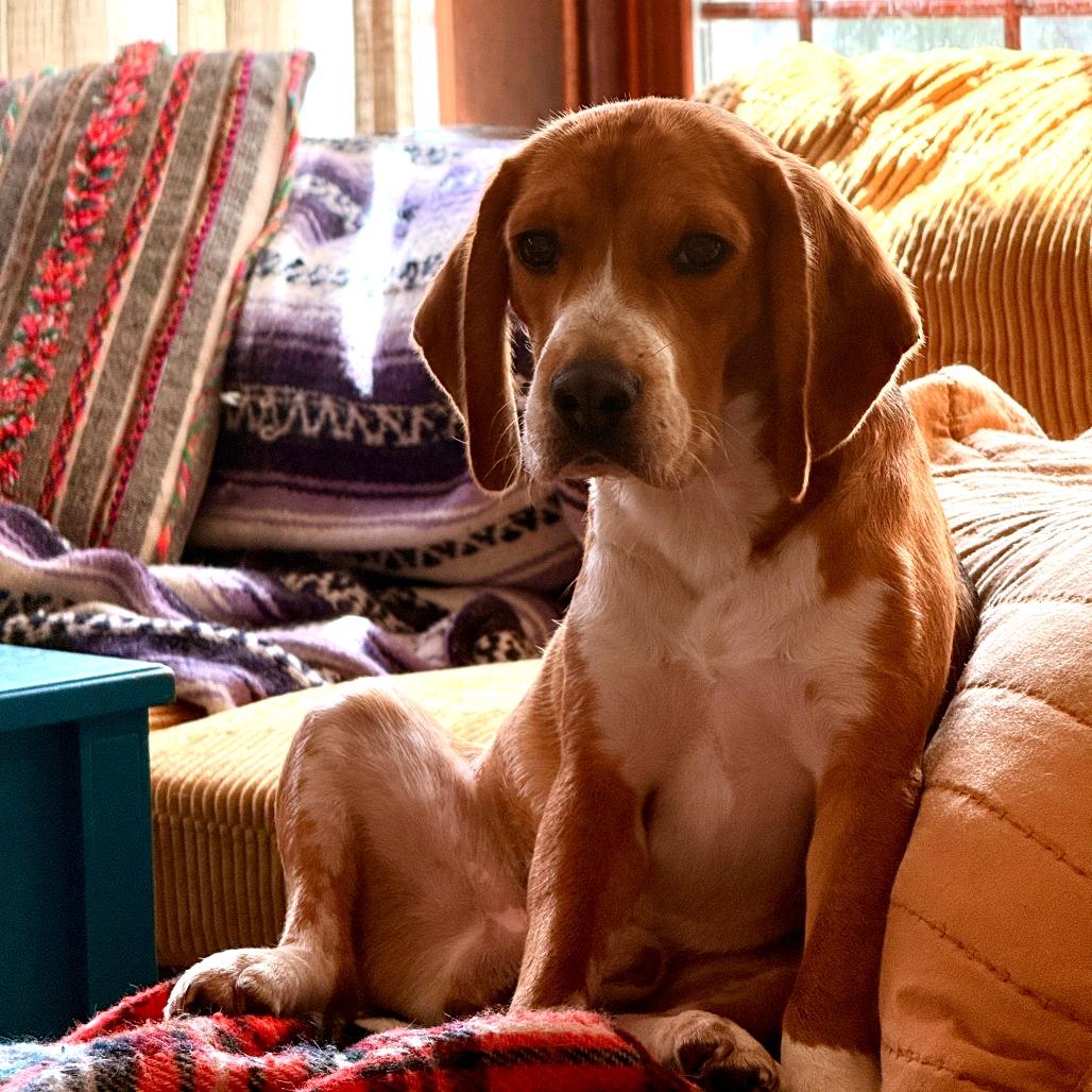 Enlarge Elmer, a Adoptable Beagle in Wauwatosa, WI image 3/5