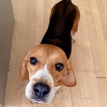 Elmer, a Adoptable Beagle in Wauwatosa, WI image 4/6
