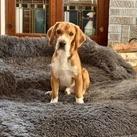 Elmer, a Adoptable Beagle in Wauwatosa, WI image 6/6