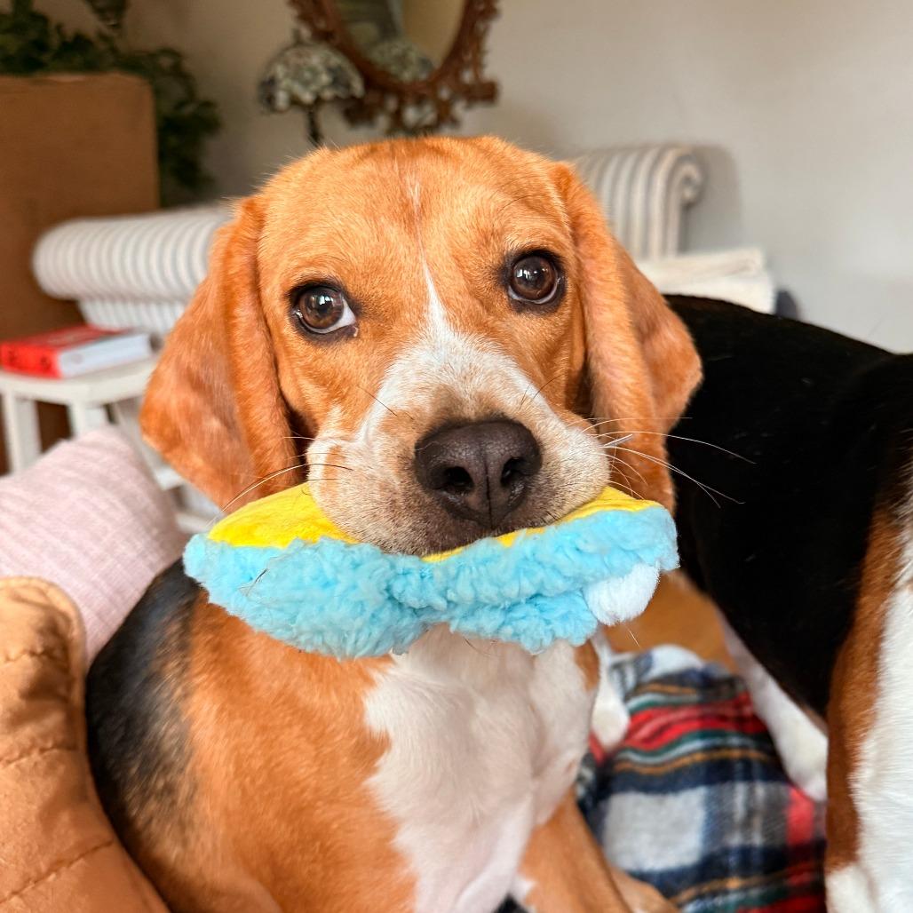 Enlarge Elmer, a Adoptable Beagle in Wauwatosa, WI image 5/5