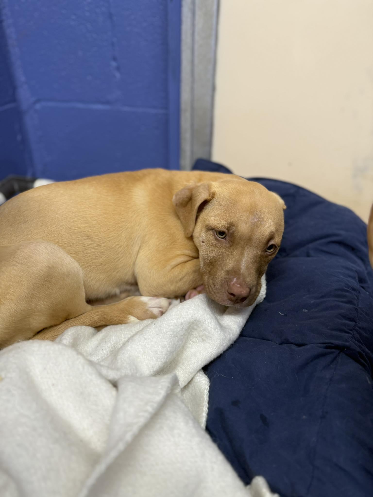 Aunt Bee, ADOPTABLE, Young Female Mixed Breed.