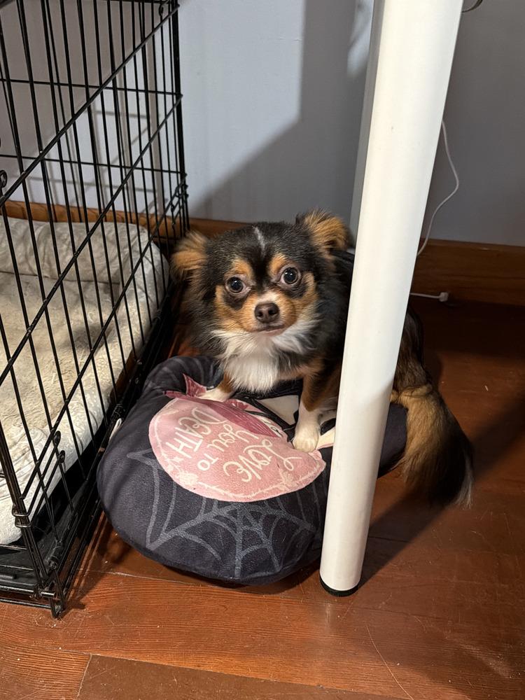 Bear (NY), Adopted, Young Male Chihuahua.