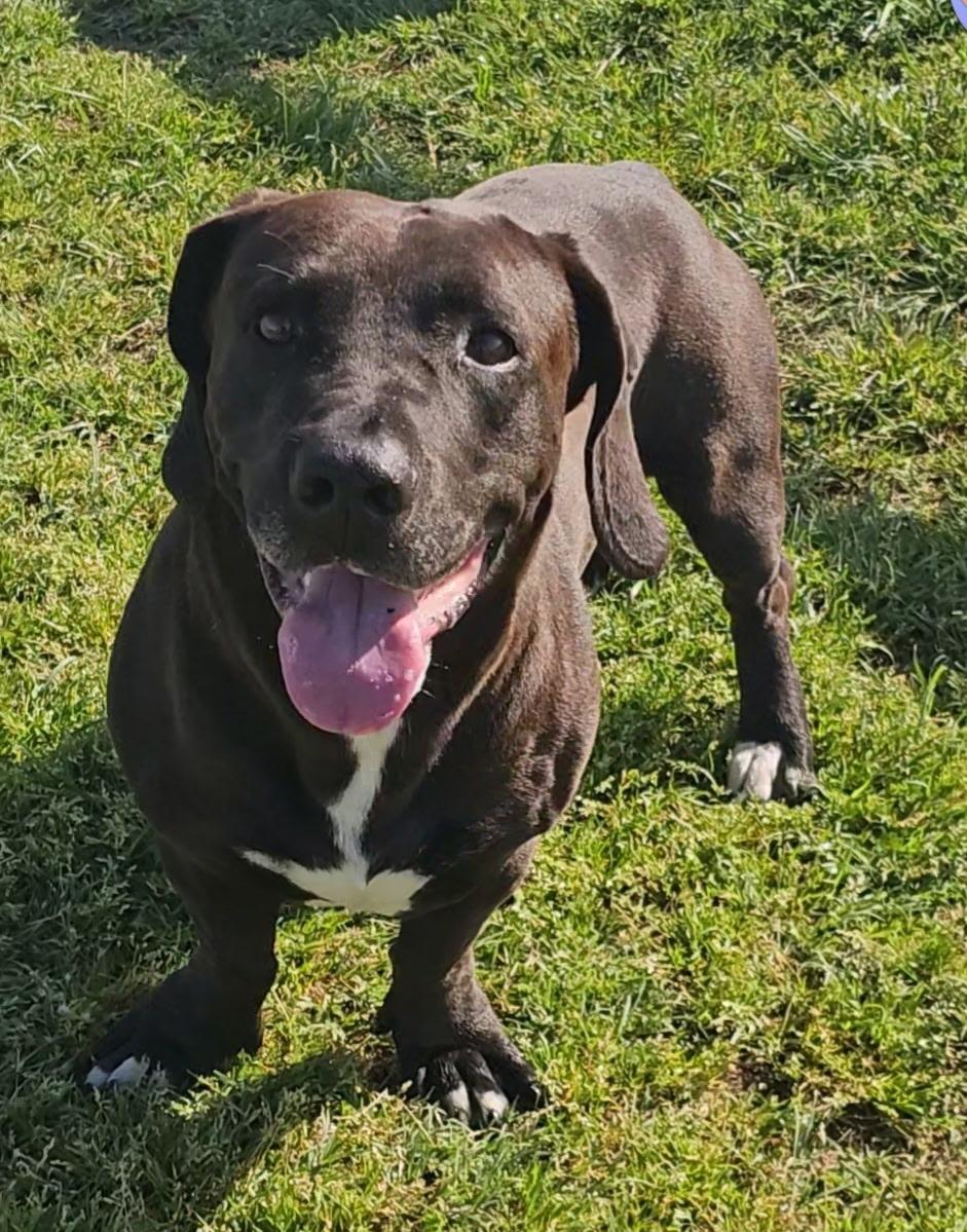 Elvis, Adoptable, Adult Male Labrador Retriever.