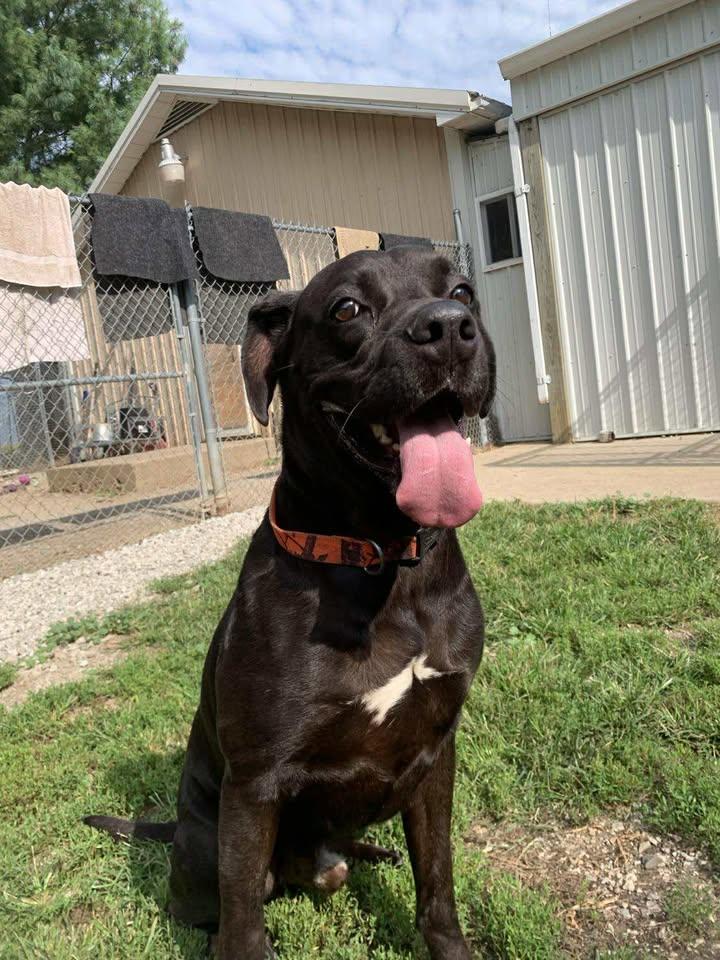 Thor, Adoptable, Young Male Boxer.