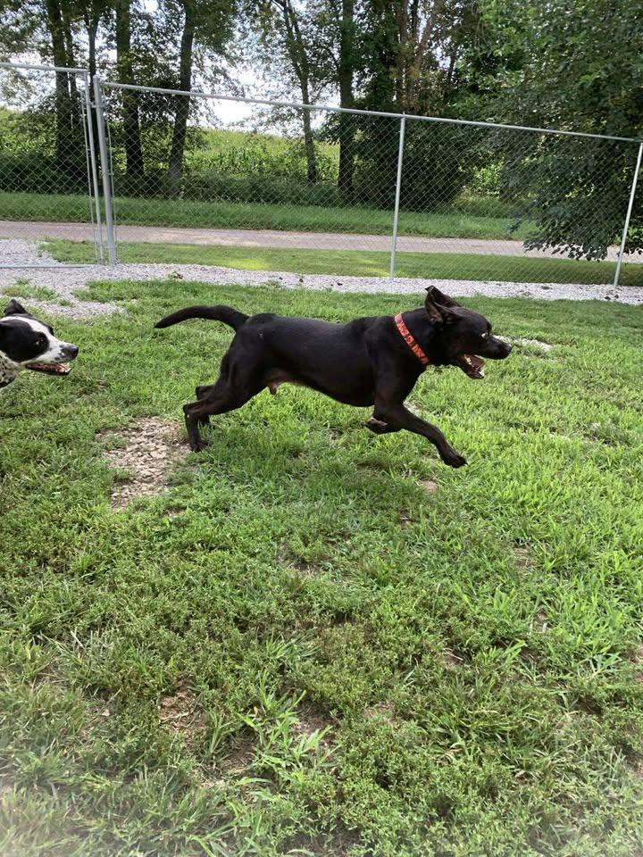 Thor, a Adoptable mixed breed in Mason City, IL image 2/5