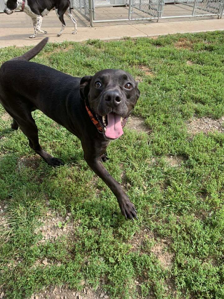 Thor, a Adoptable mixed breed in Mason City, IL image 3/5