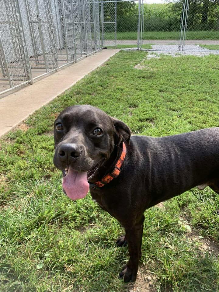 Thor, a Adoptable mixed breed in Mason City, IL image 4/5
