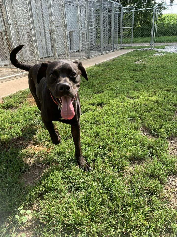 Thor, a Adoptable mixed breed in Mason City, IL image 5/5