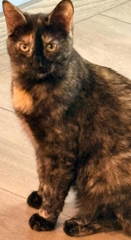 Indie, Adoptable, Young Female Domestic Short Hair & Domestic Short Hair.