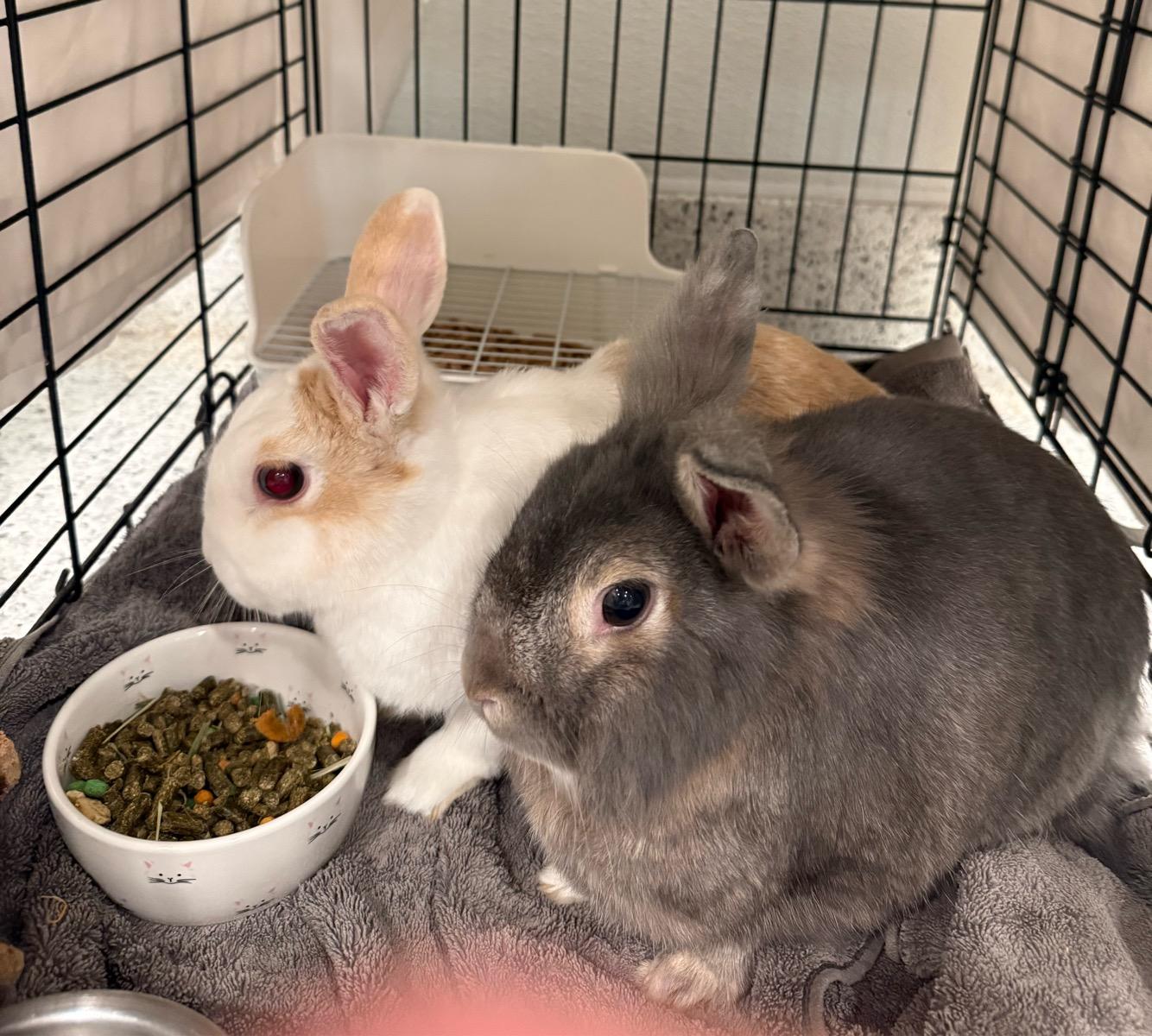 Gandolf and Latte, Adoptable, Adult Male American.