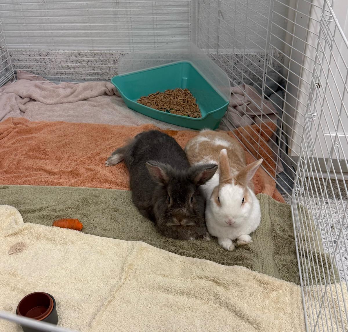 Enlarge Gandolf and Latte, a Adoptable American in Temecula, CA image 2/2