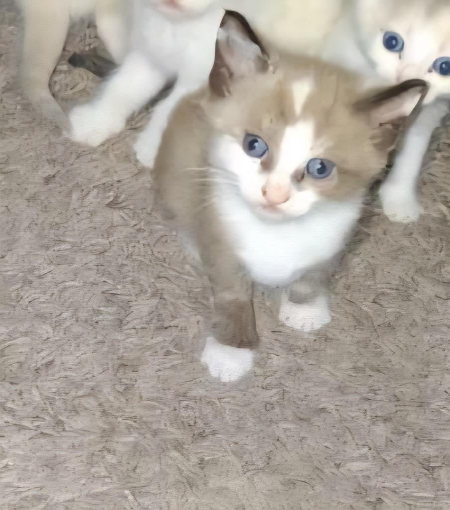 Enlarge Cinnamon, a Adopted mixed breed in Tampa, FL image 1/1