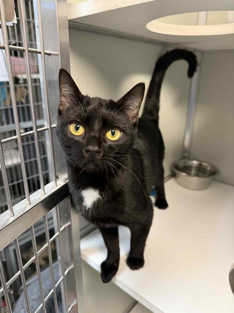 Voodoo, Adoptable, Young Male Domestic Short Hair.