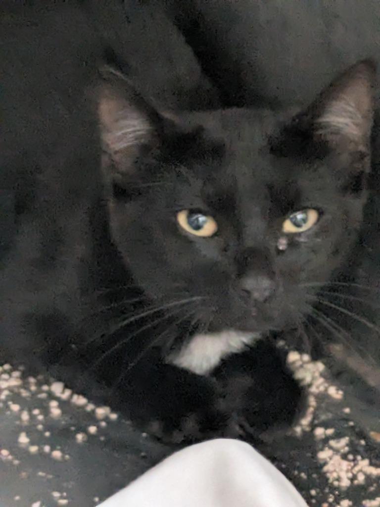 Enlarge Voodoo, a Adoptable mixed breed in Kodiak, AK image 2/2