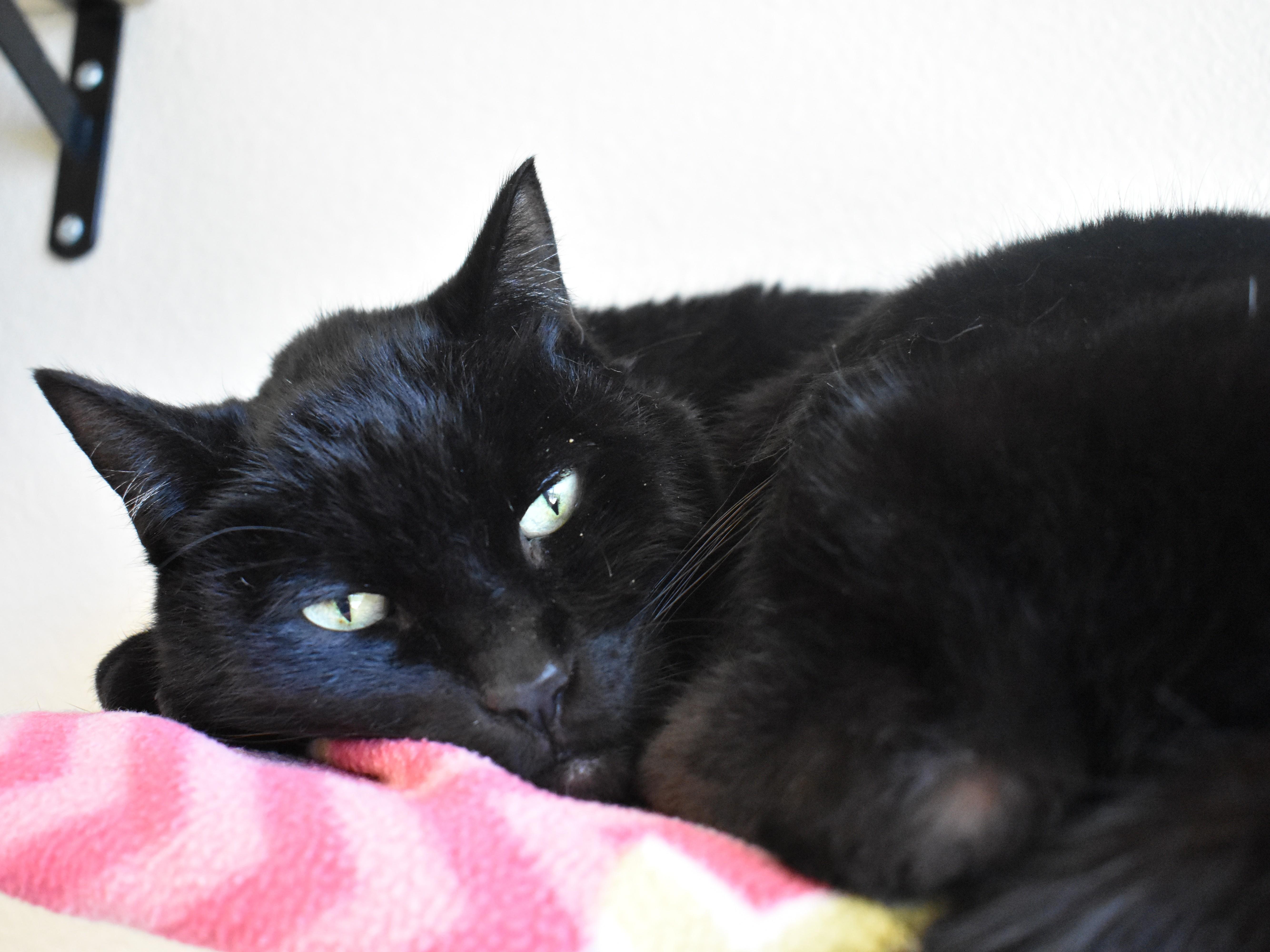 Zorro, a ADOPTABLE Domestic Short Hair in Boise, ID image 3/3