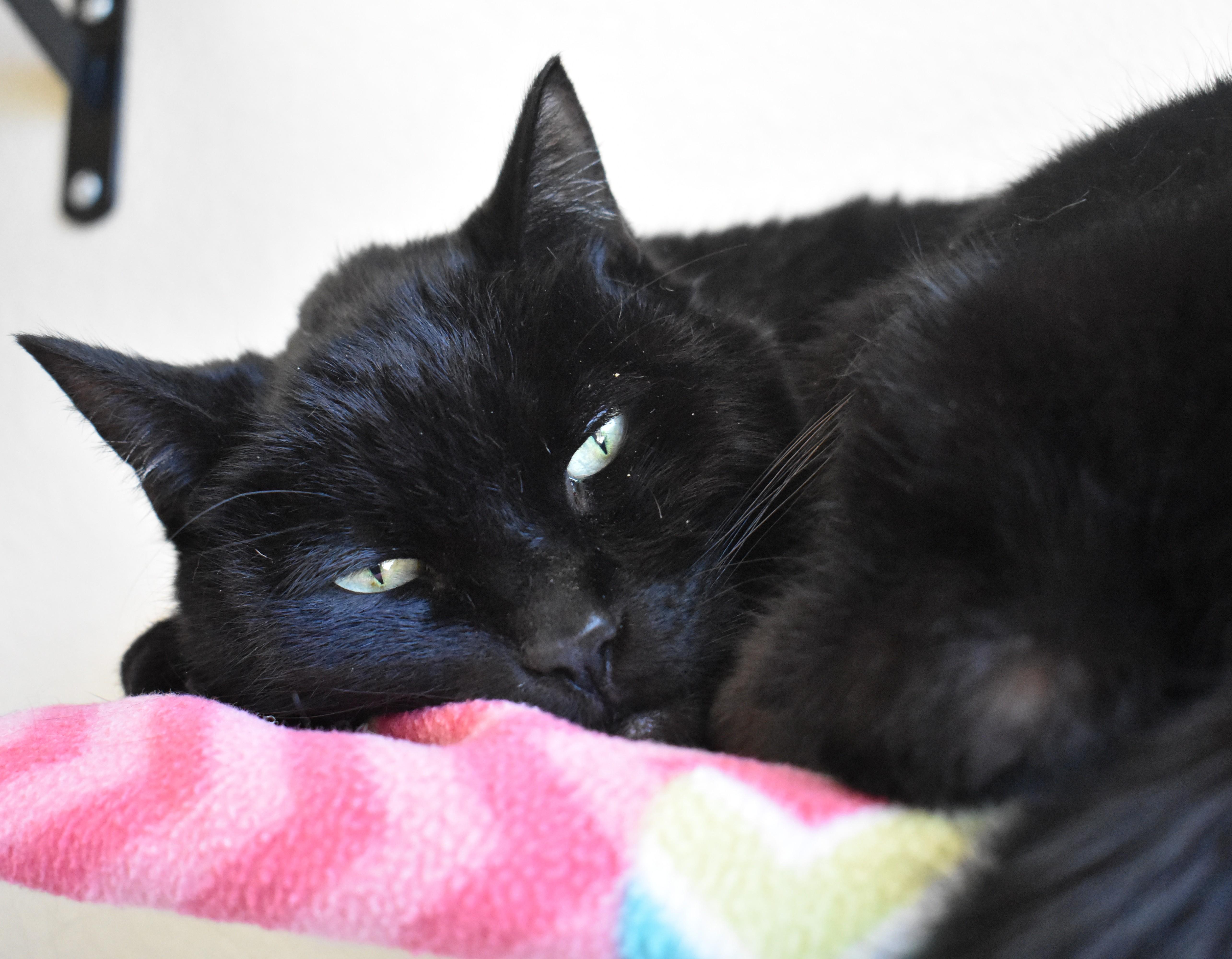 Zorro, a ADOPTABLE Domestic Short Hair in Boise, ID image 2/3