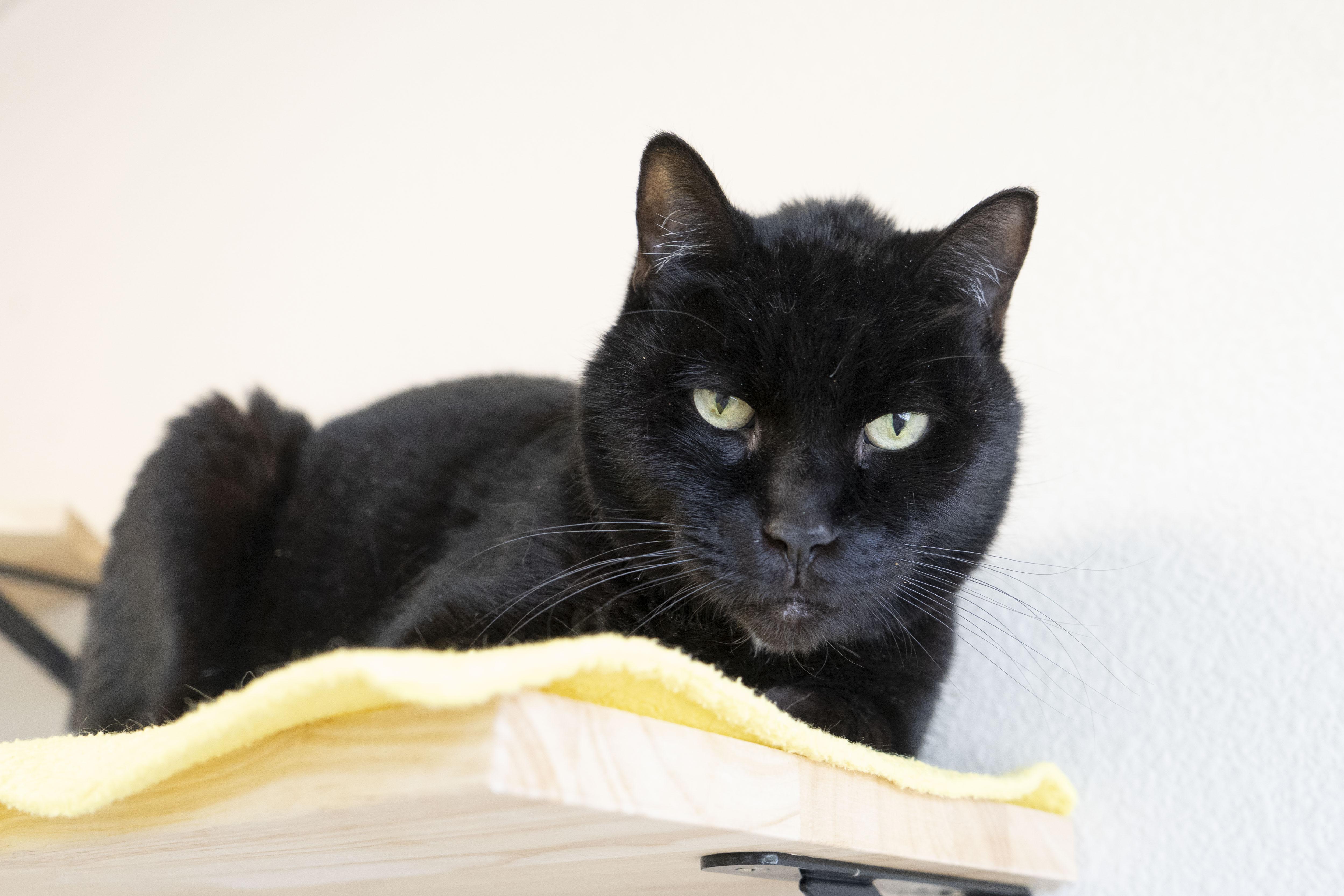 Zorro, a ADOPTABLE Domestic Short Hair in Boise, ID image 1/3