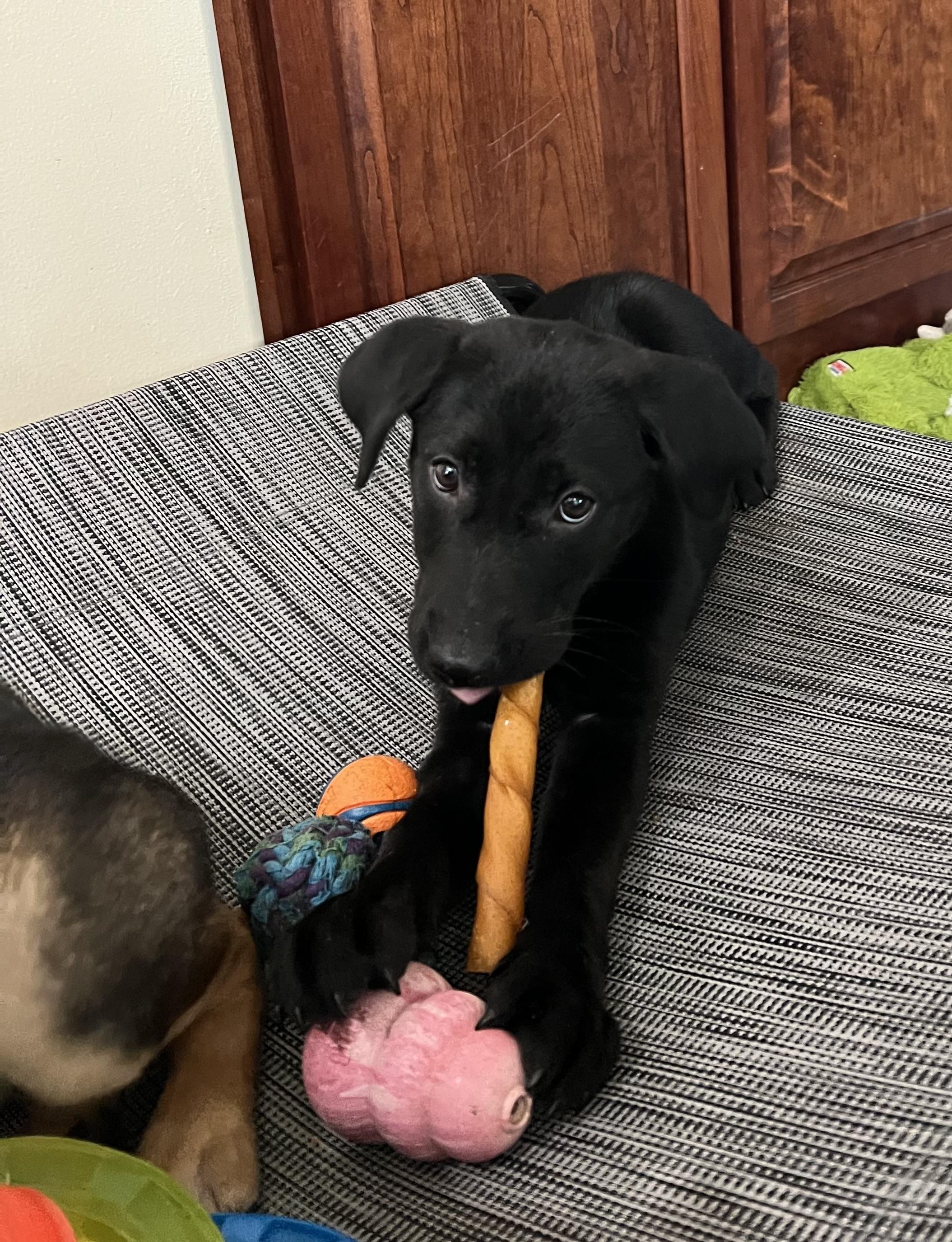 Delia, adopted, Puppy Female Black Labrador Retriever & Shepherd.