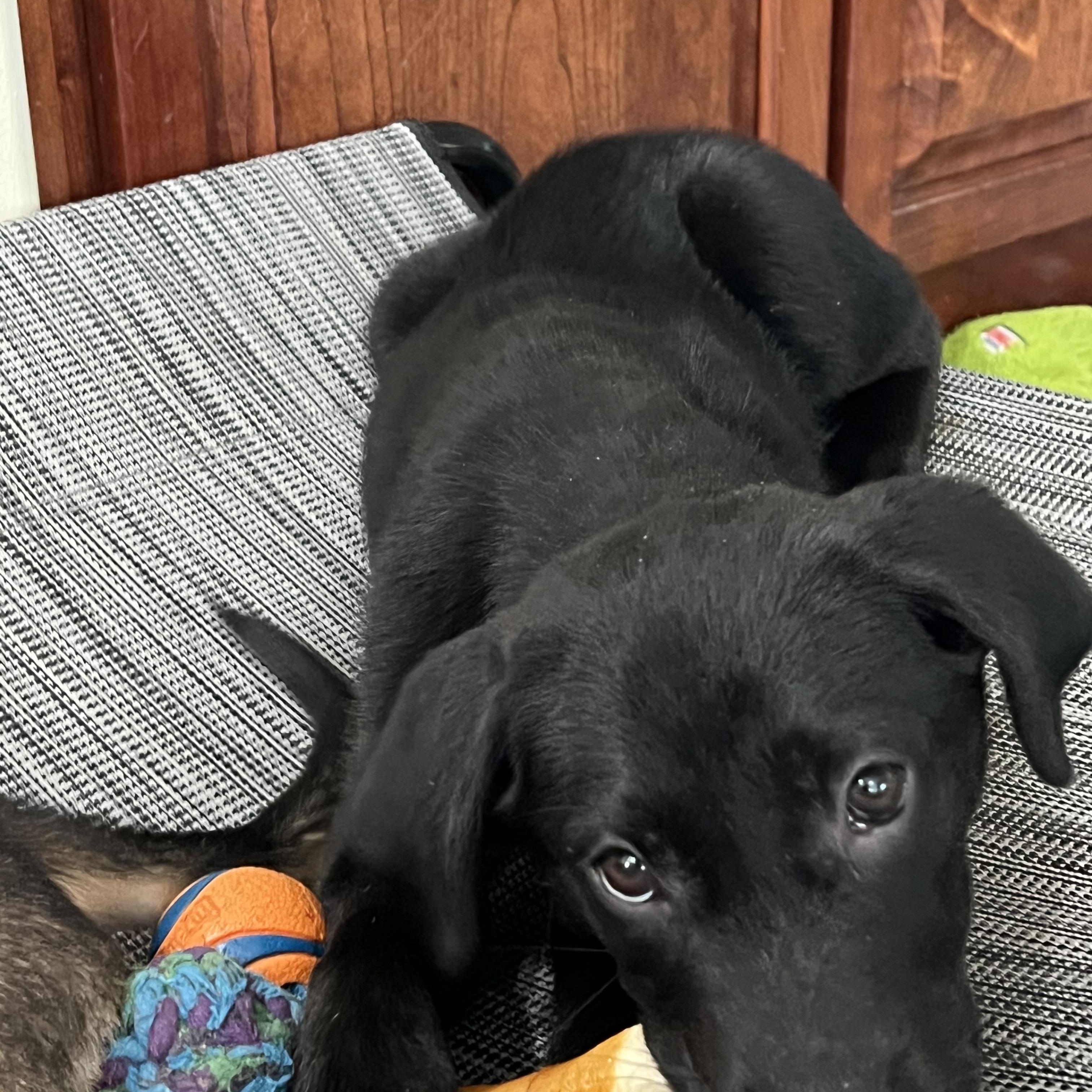 Enlarge Delia, an adopted mixed breed in St Augustine, FL image 2/2