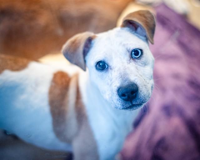 LIBERTY, Adoptable, Puppy Female Australian Cattle Dog / Blue Heeler & Mixed Breed.